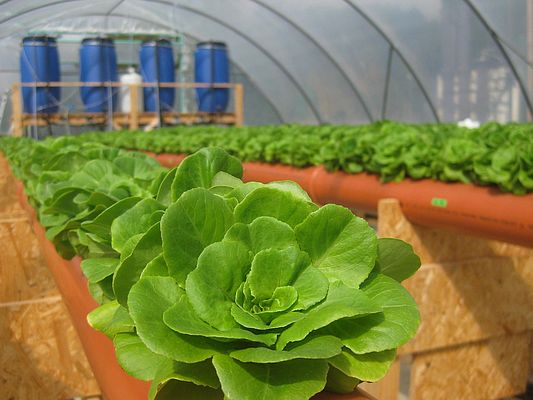 Salatanbau auf der Pilotierungsanlage in Wolfsburg-Hattorf im Forschungsprojekt HypoWave